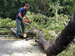 Best Tree Cabling and Bracing  in Grove City, OH