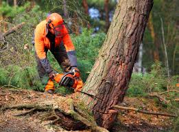 Best Fruit Tree Pruning  in Grove City, OH