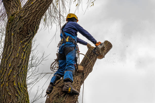  Grove City, OH Tree Services Pros