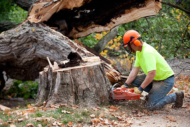 Best Root Management and Removal  in Grove City, OH